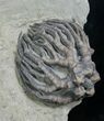 Indiana Crinoid Crown, Cyathocrinites Harrodi #8338-3